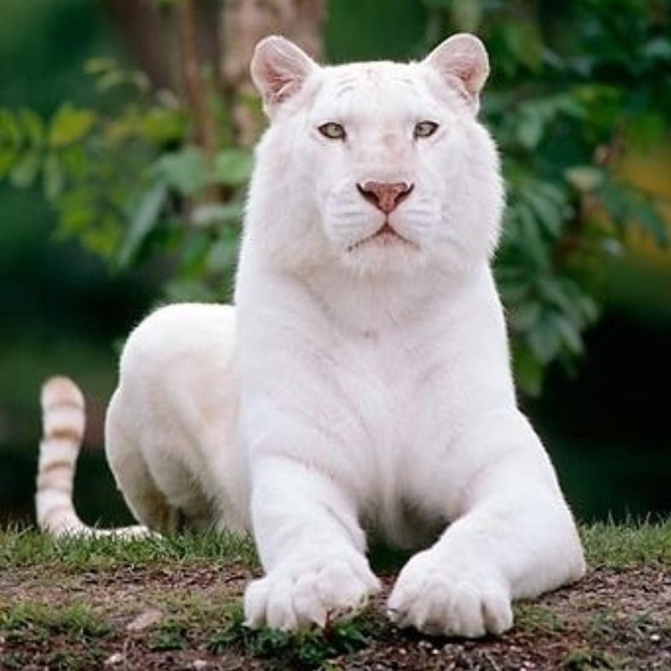 Тигр альбинос