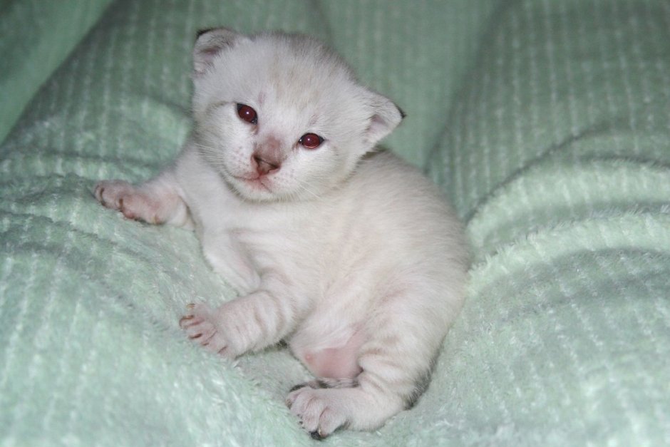 Шотландец альбинос