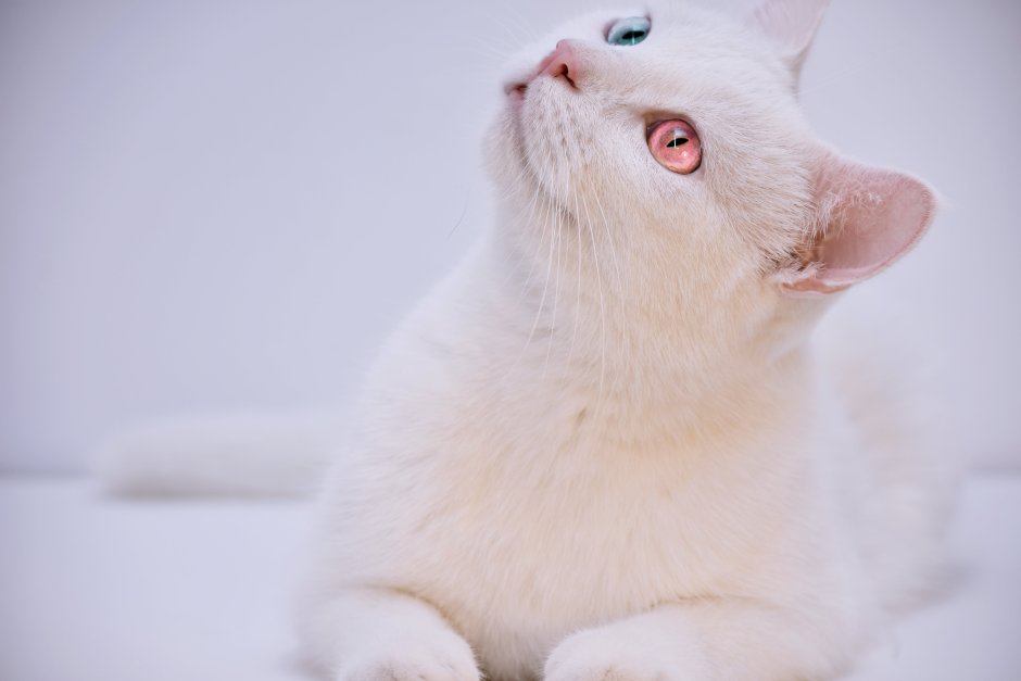 Кошка альбинос