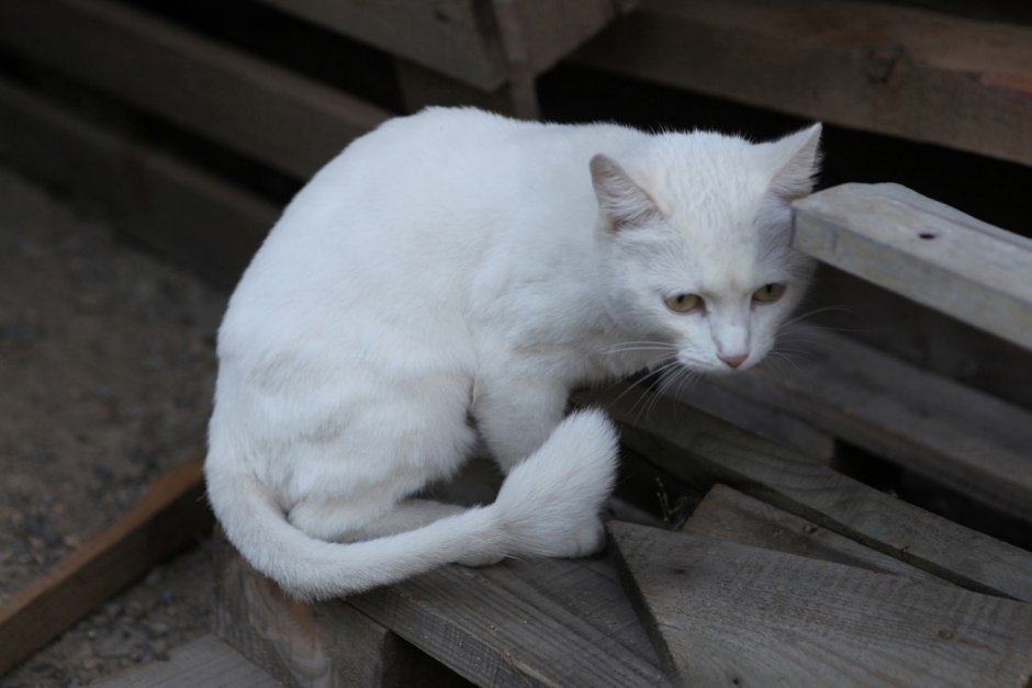 Ириомотской кошки альбинос