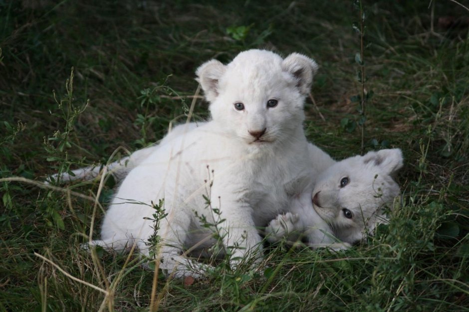 Белый Лев Детеныши