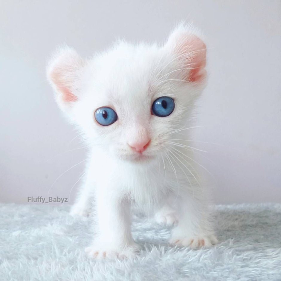 Albino Cat on the Side