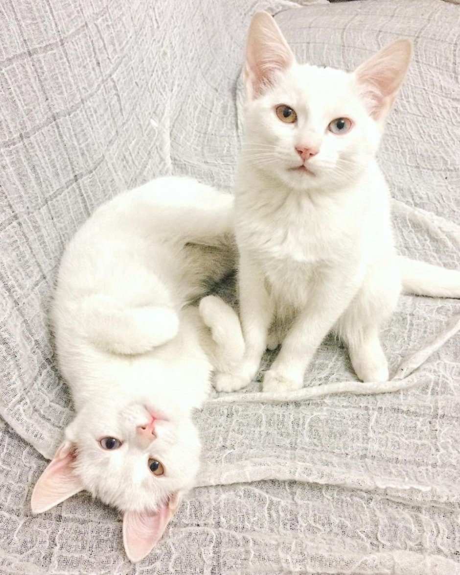 Ангорская кошка альбинос