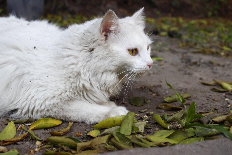 Белая Дикая кошка