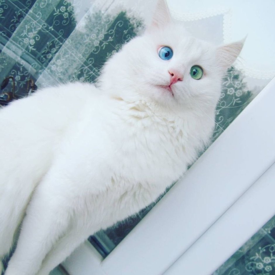 Порода кошек альбинос