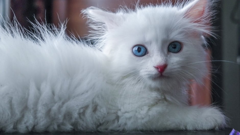 Сибирская ангорская кошка