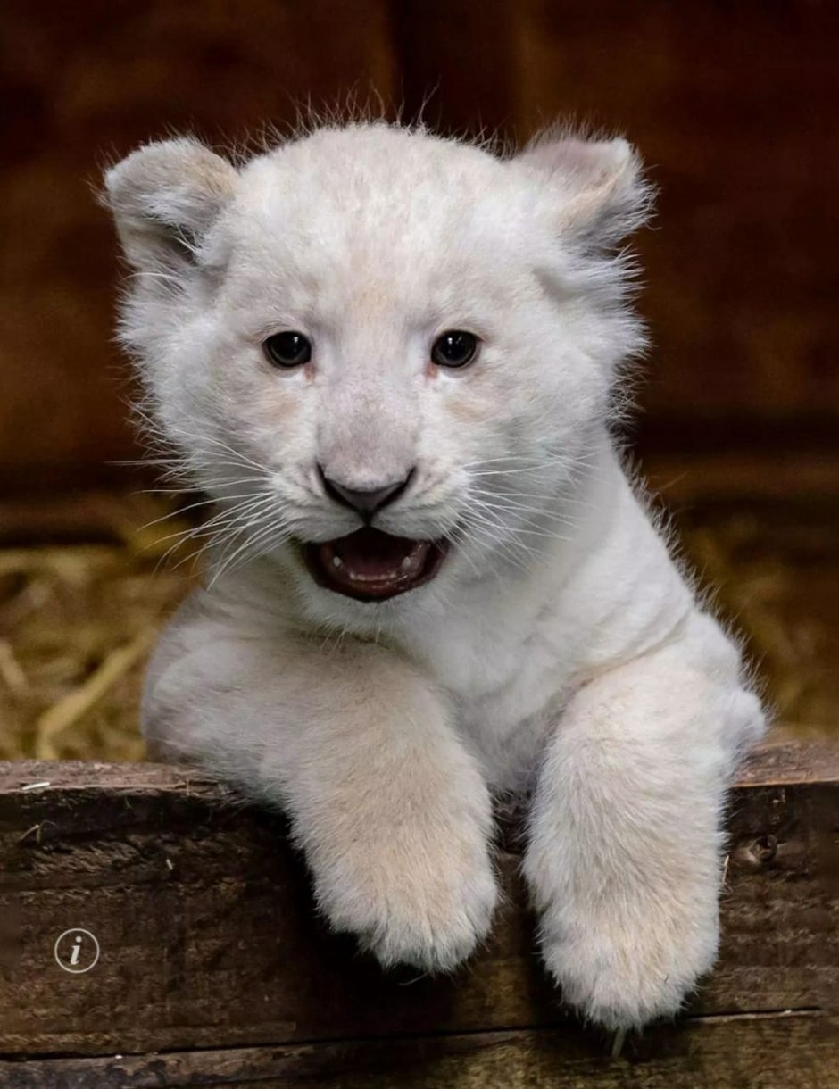 Лев альбинос