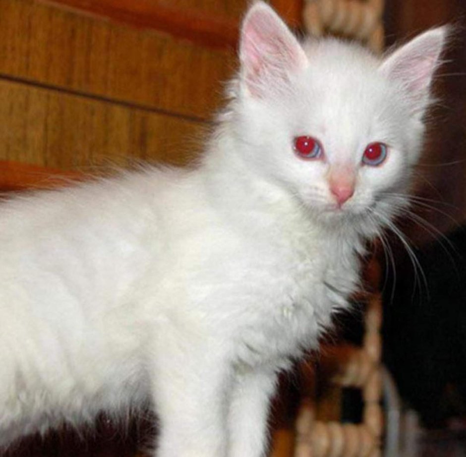 Котята альбиносы