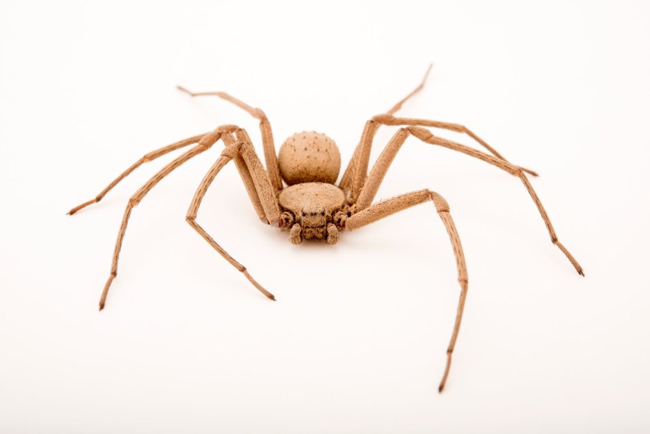 Sicarius hahni (шестиглазый песочный паук)