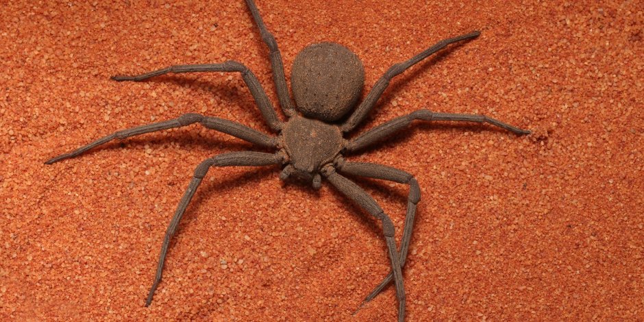 Паук Сикариус
