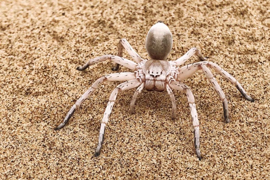 Птицеед паук пустынный