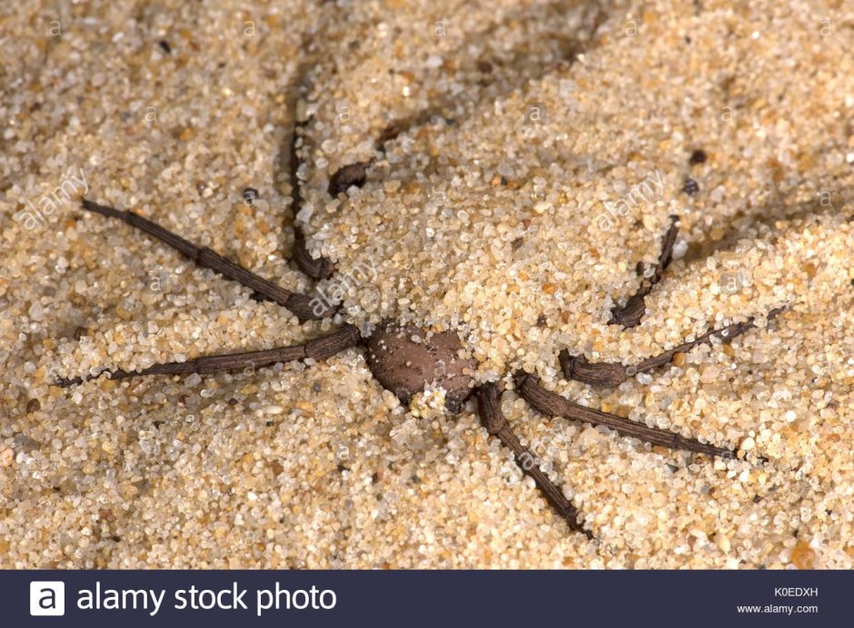 Паук песчаник