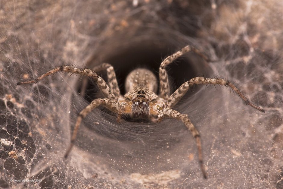 Carparachne aureoflava