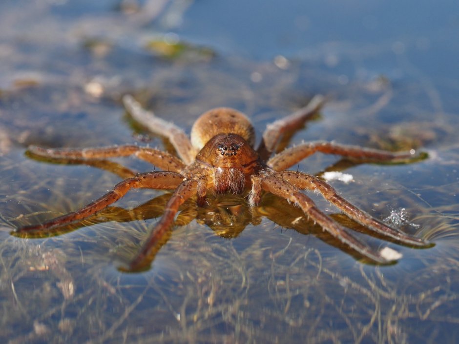 Цербал Аравийский