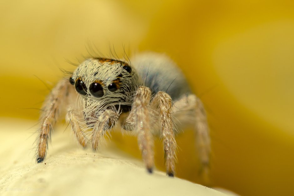 Пауки на поверхности воды