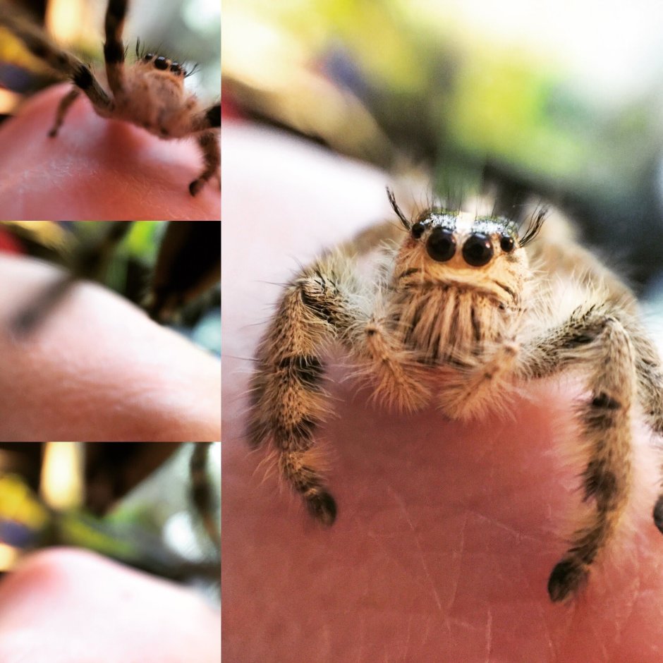 Шестиглазый песочный паук