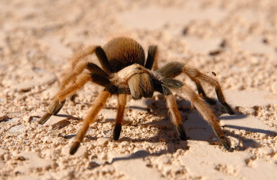 Sicarius thomisoides