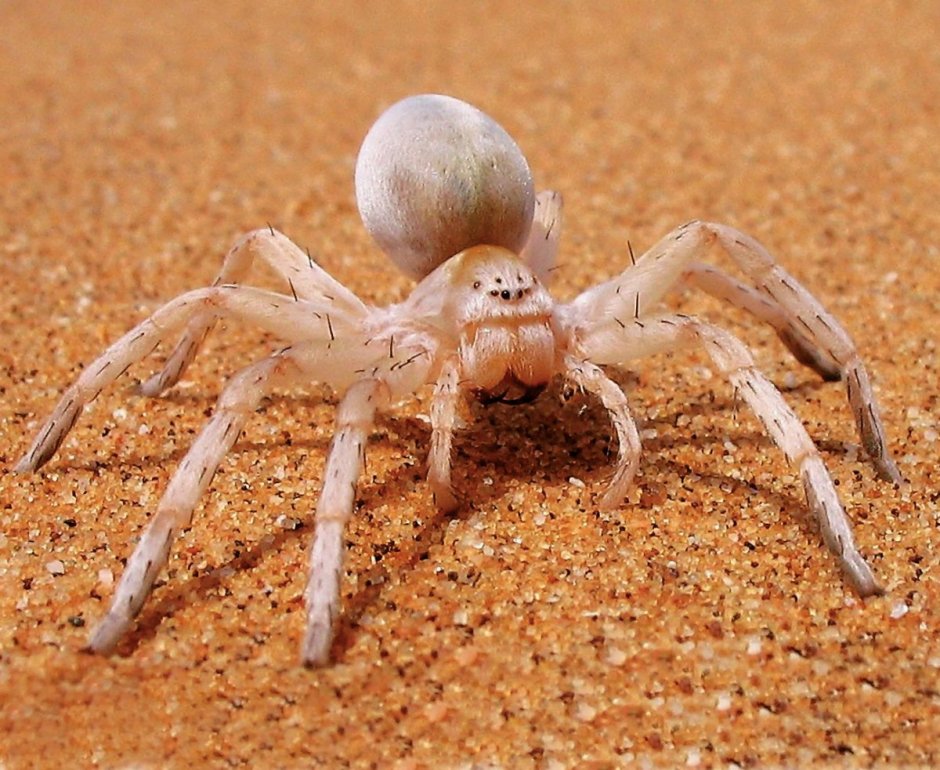 Шестиглазый песочный паук