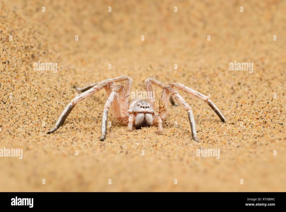 Loxosceles reclusa – паук отшельник