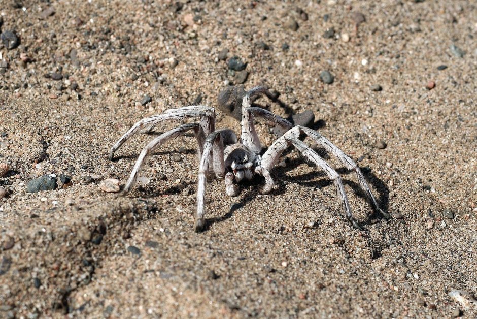 Коричневый паук бродячий