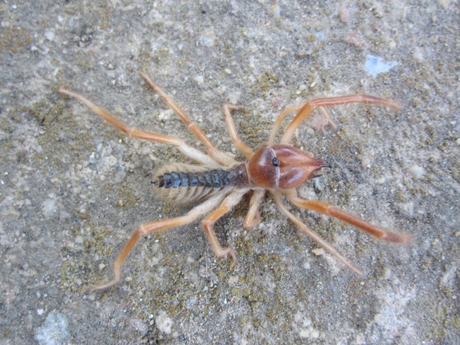 Золотой паук пустыни Намиб