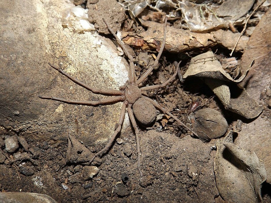 Паука хочет