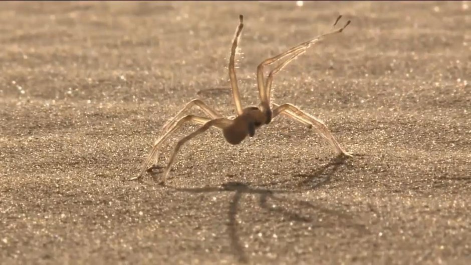 Паук волк самка