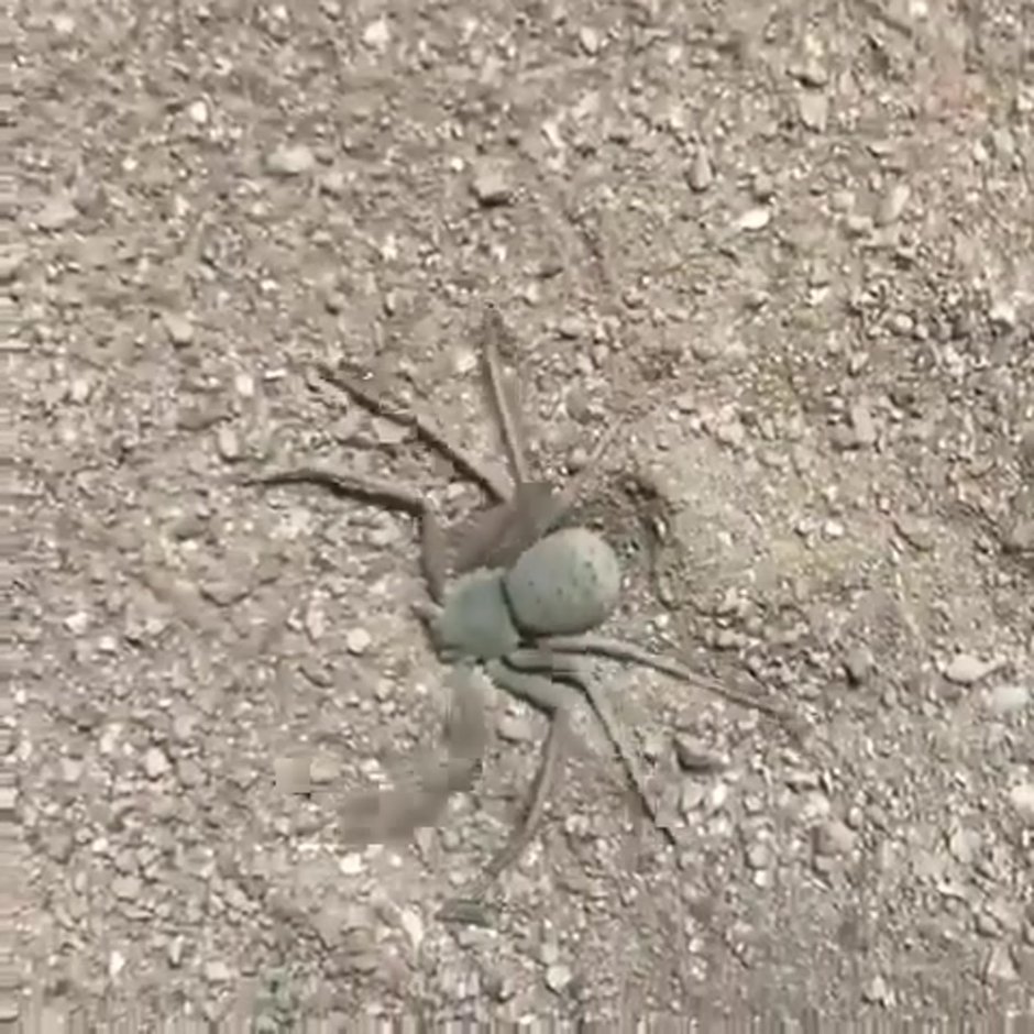 Паук белый Каракурт