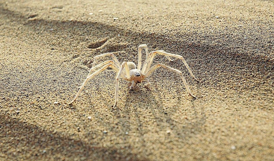 Паук Cebrennus rechenbergi