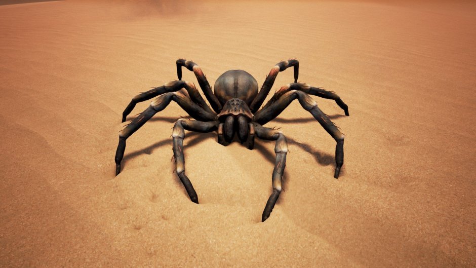 Песчаный шестиглазый паук