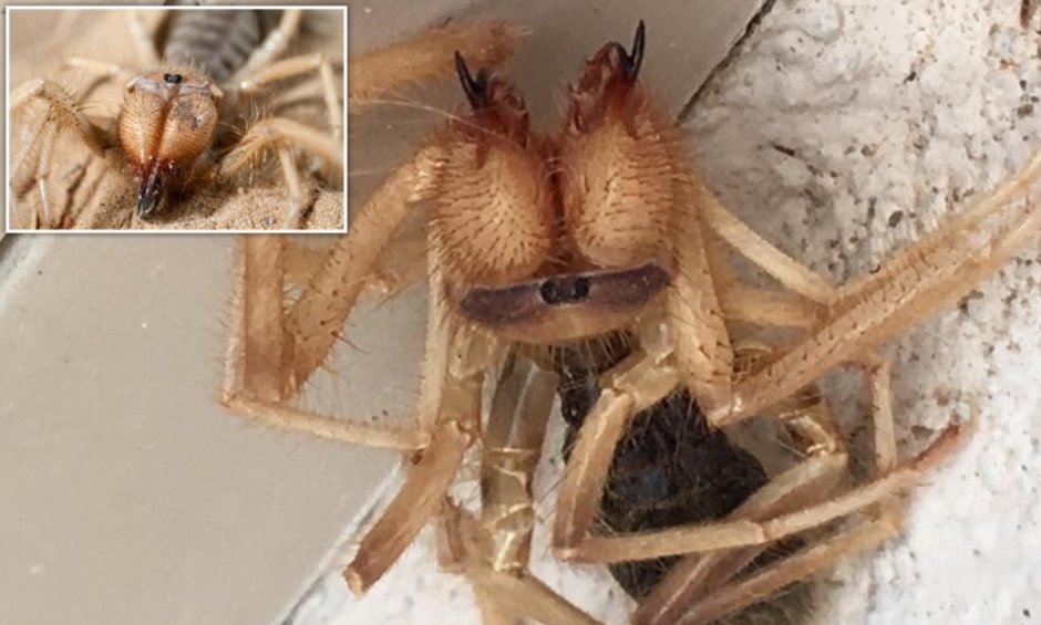 Паук Арахнид