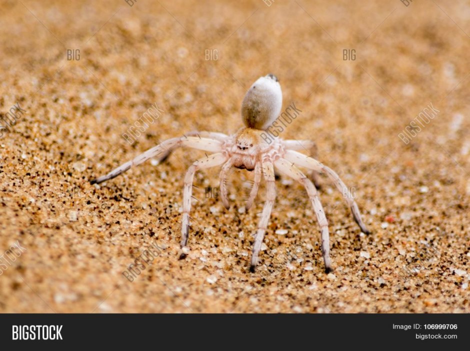 Паук Cebrennus rechenbergi