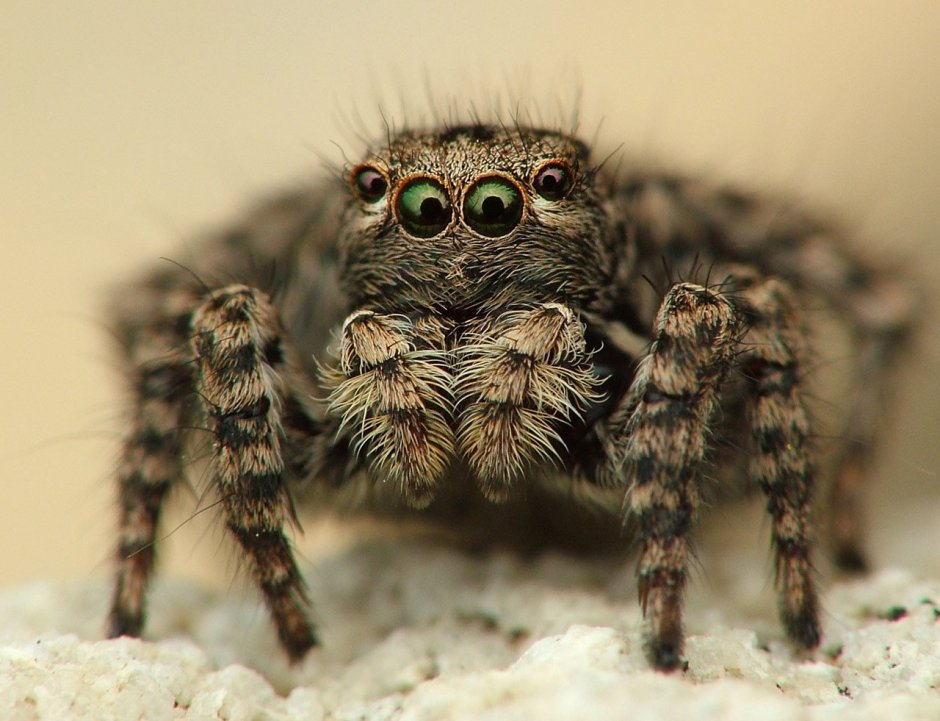 Шестиглазый песочный паук