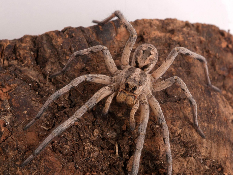 Пауки в пустыне