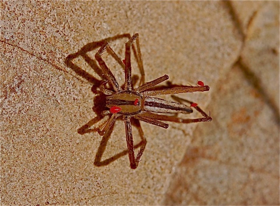 Сольпуга паук