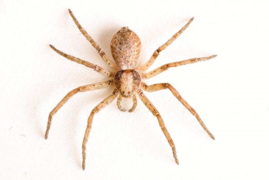 Песочный паук Тарантул