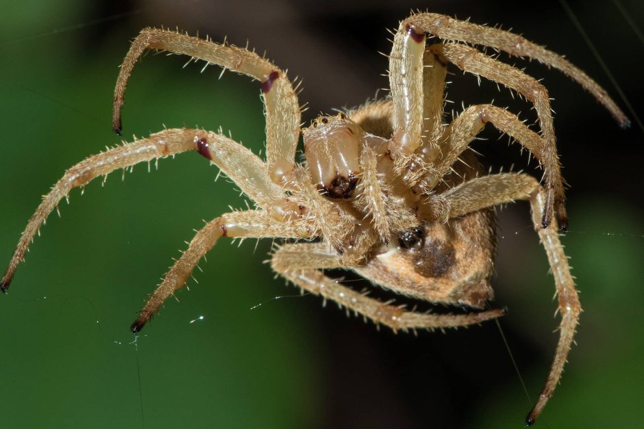 Цербал Аравийский Cerbalus aravaensis