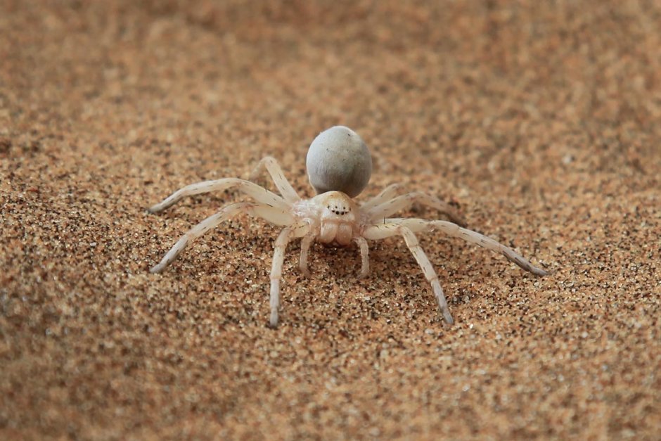 Гибрид паука и скорпиона