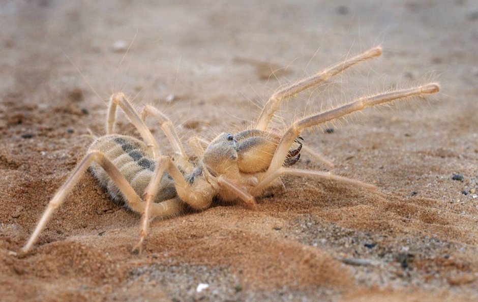 Cheiracanthium erraticum