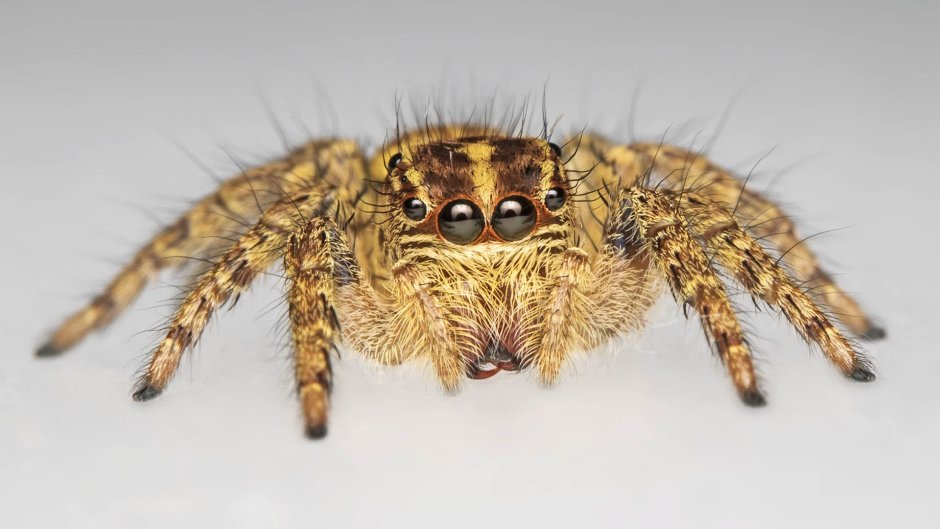 Carparachne aureoflava золотой катящийся паук