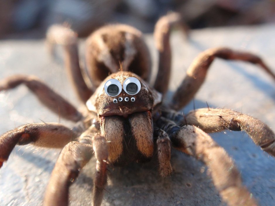 Хелицеры паука скакуна