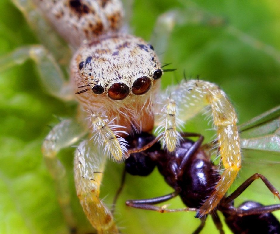 Шестиглазый песочный паук