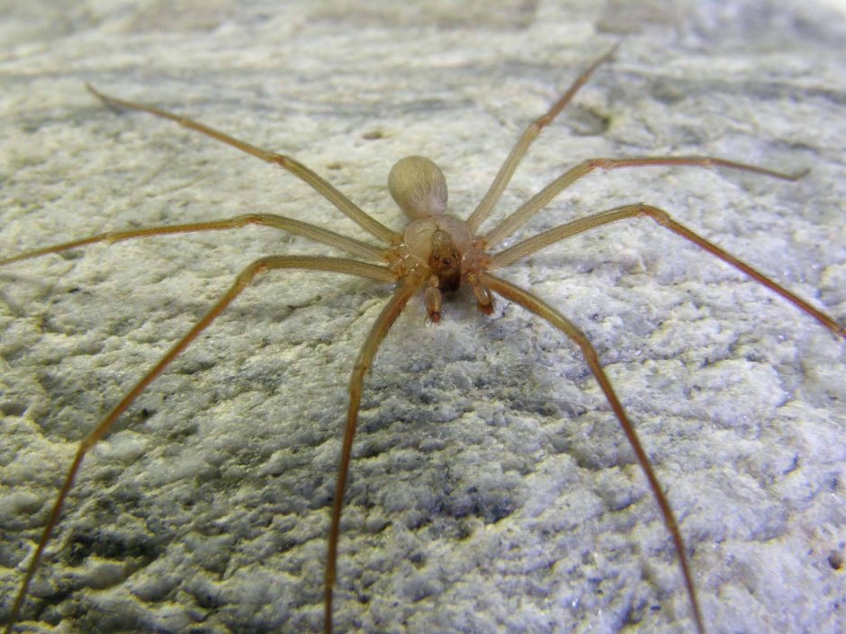 Тарантул паук Алтайский