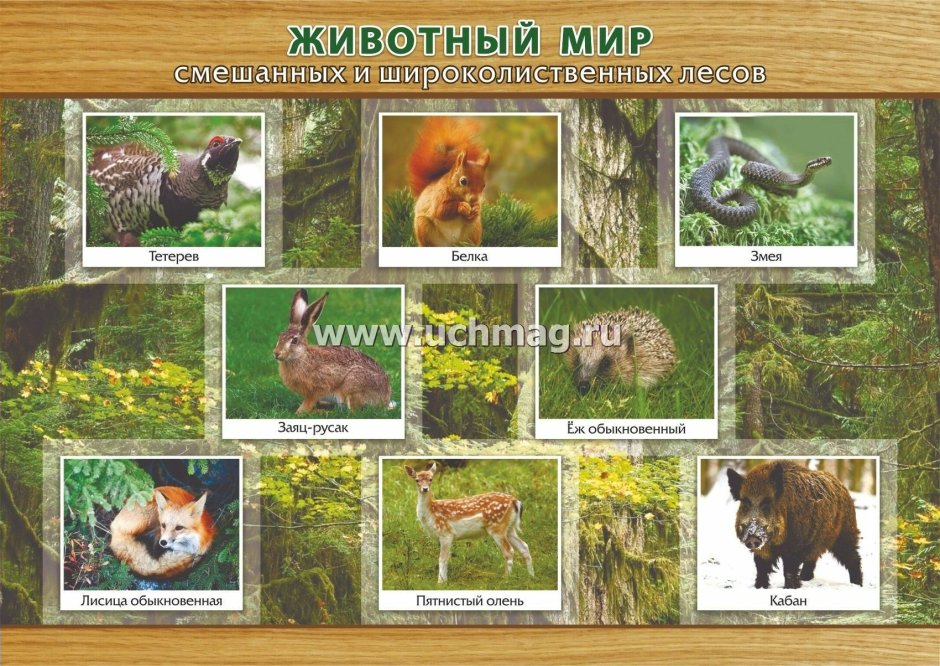 Животные зоны смешанных и широколиственных лесов России