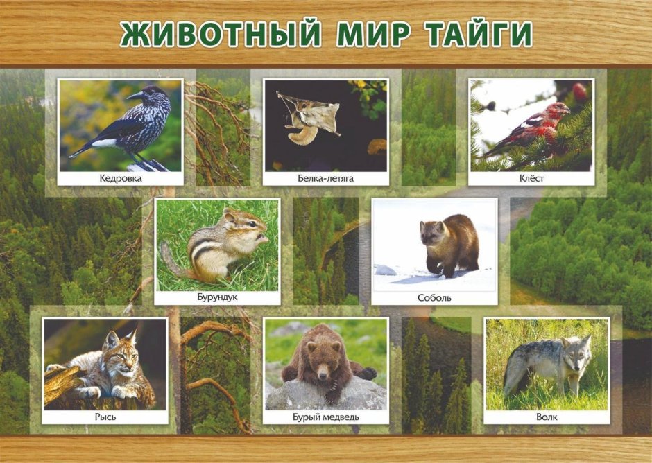 Пятнистый олень в Приморье