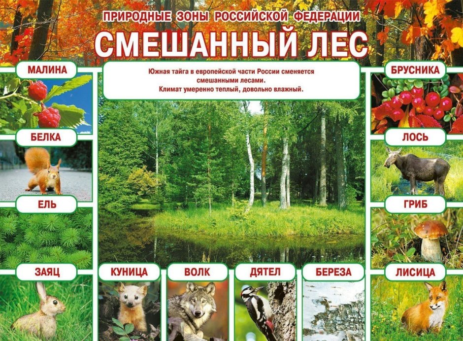 Лось кабан заяц