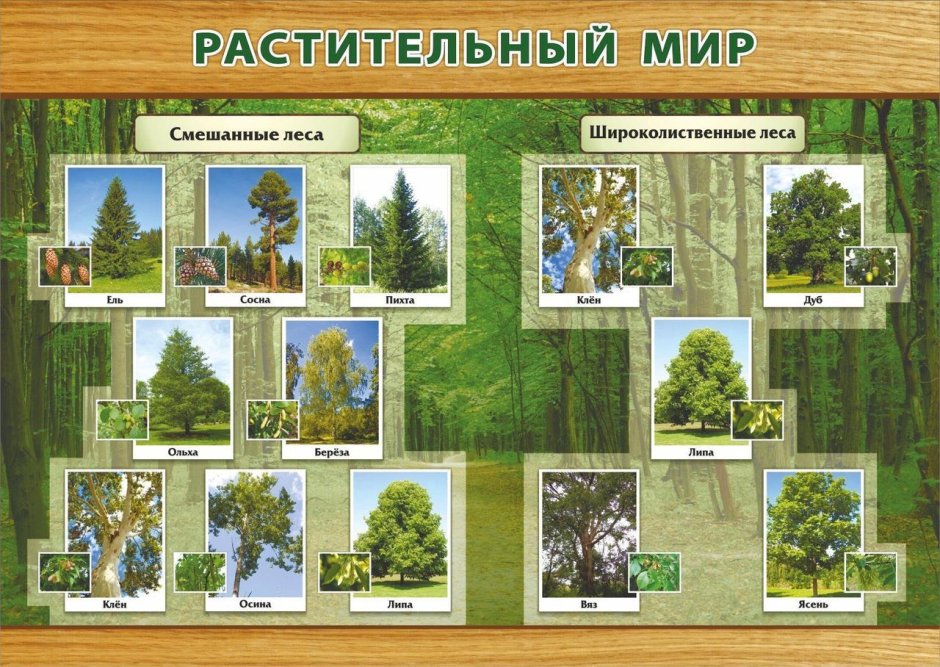 Лисица Сибирская