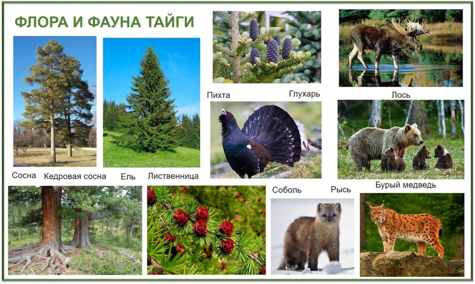 Ильменский заповедник Лось