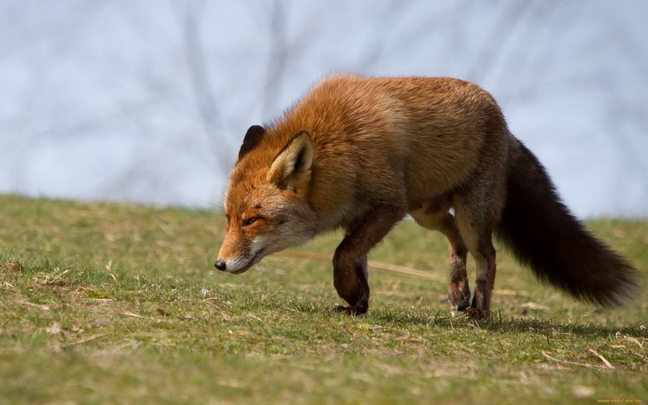 Alces americanus