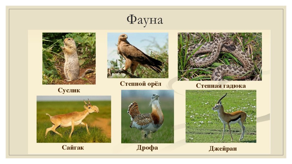Зона тайги животный мир